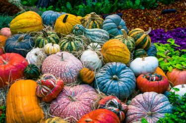 イタリアの野菜なんでこんなに大きいの？